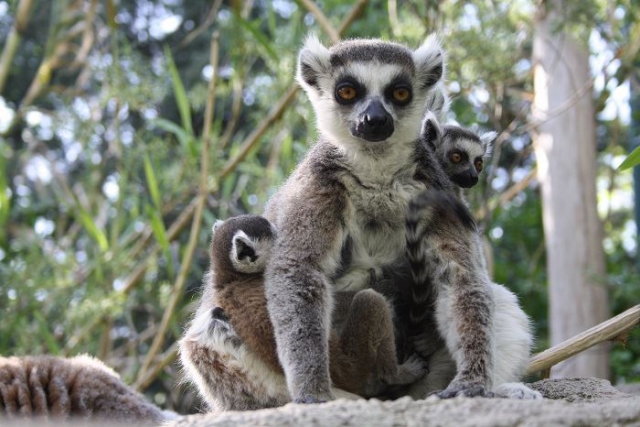  Incontro con i lemuri 